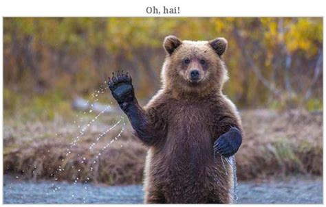 Bears Doing Weird Things 32 Pics