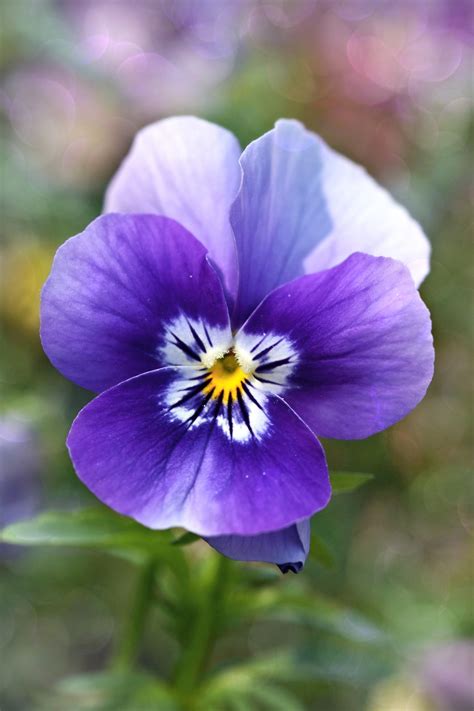 Pansy Blossom Flower Garden Free Stock Photo Public Domain Pictures
