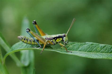 昆虫採集（サッポロフキバッタ - 道東の自然で遊ぶ