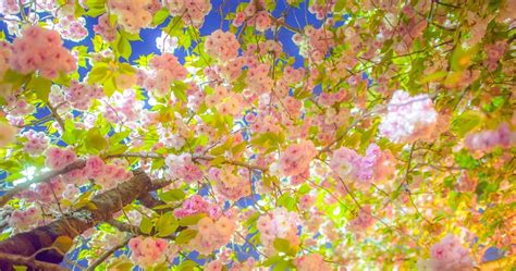 Sakura 4k Ultra Hd Wallpapers Top Free Sakura 4k Ultra Hd Backgrounds