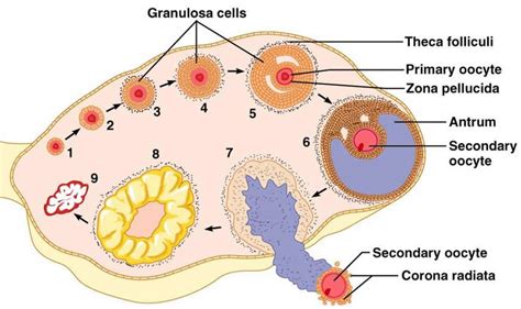 Explain The Development Of A Secondary Oocyte Ovum In A Human Female