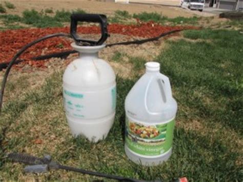 Check spelling or type a new query. Homemade Weed Killer Recipe - Cool Garden Ideas