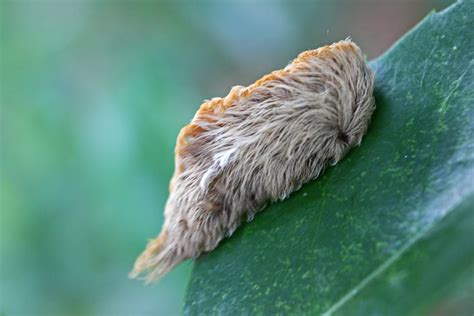 Puss Caterpillar Ii Southern Flannel Moth Larva Flickr Photo Sharing