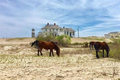 Outer Banks Wild Horse Tour Provided By Corolla Outback Adventures