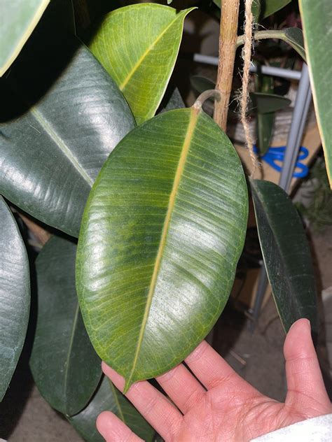 Help My Burgundy Rubber Trees Leaves Are Turning This Yellow Ish