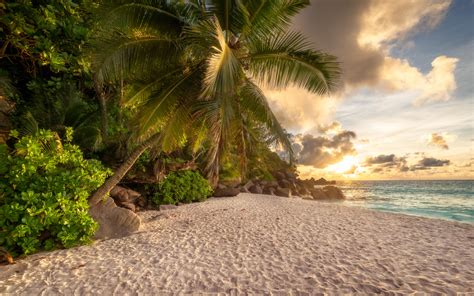 Download Wallpapers Tropical Island Beach Palm Trees