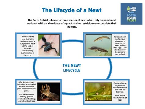 Lifecycle Of Amphibians Forth Rivers Trust