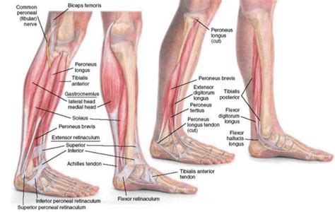 And your quadriceps, a blend of four. Developing Strength & Stability in the Foot, Ankle, and ...