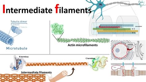 Intermediate Filaments Structure Classification And Function Youtube