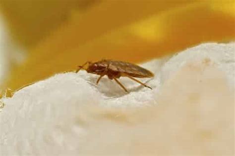 Can Bed Bugs Climb Walls Bed Bugs Insider