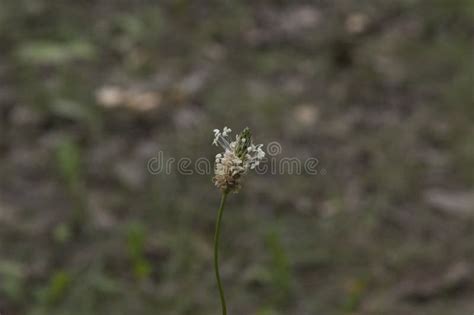 Close Up Beautiful Inflorescence Of Hoary Plantain Stock Photo Image