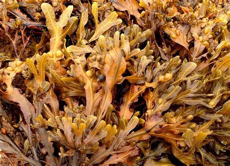Free Seaweed Stock Photo