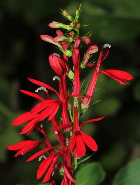 Red Cardinal Flower The Home Gardners Choice