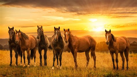 Download Wallpaper 1920x1080 Horses Herd Sunset Landscape Full Hd