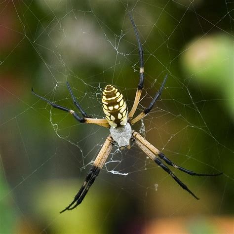 Collection 103 Pictures Pictures Of Banana Spiders Superb