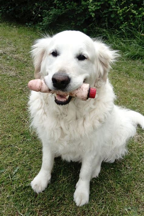 Golden Retriever Finds Sex Toy On Walk And Refuses To Let It Go Ladbible
