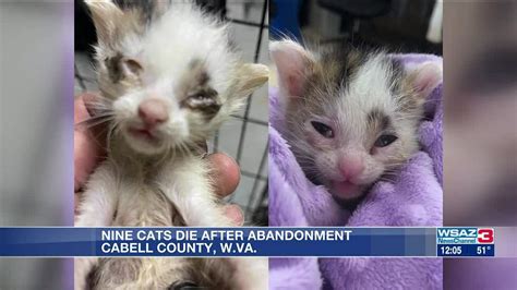 9 Kittens Dead After 44 Abandoned Last Week At Shelter