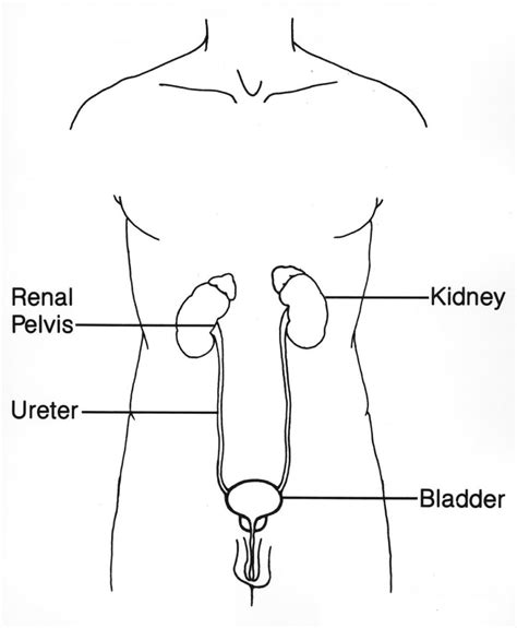 Blood In The Urine Condition Ck Ng Urology Minimally Invasive Surgery