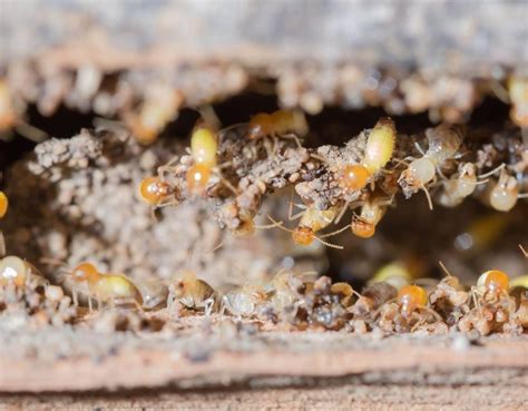 Super Termite Asian And Formosan Termite Hybrid
