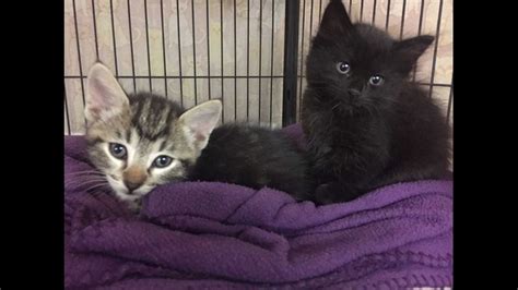 2 Adorable Kitten Siblings Almost Ready For Adoption