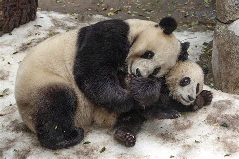 Us Zoo To Return Beloved Giant Pandas To China