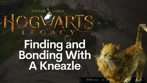 Where To Find A Kneazle In Hogwarts Legacy Youtube