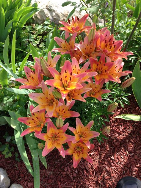 Some Of Our Asiatic Lilies Asiatic Lilies Plants Landscape