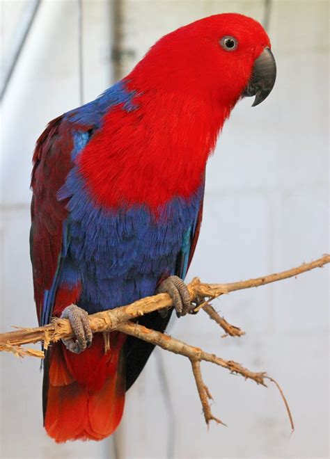 Female Eclectus Parrot At Parrots In Paradise Glasshouse Flickr