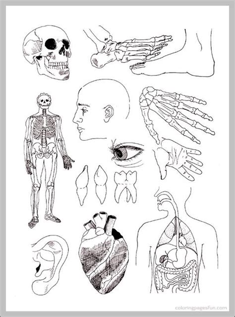 Free Printable Anatomy Charts Anatomical Charts For Education