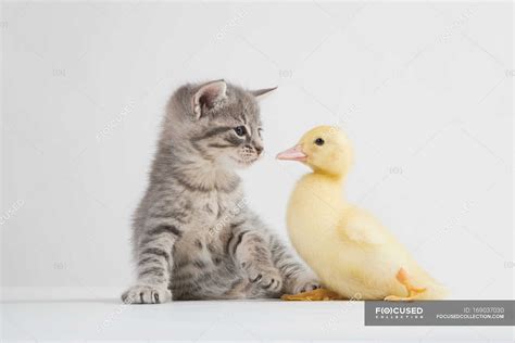 Kitten And Duckling Face To Face — Tabby Cat Two Animals Stock Photo