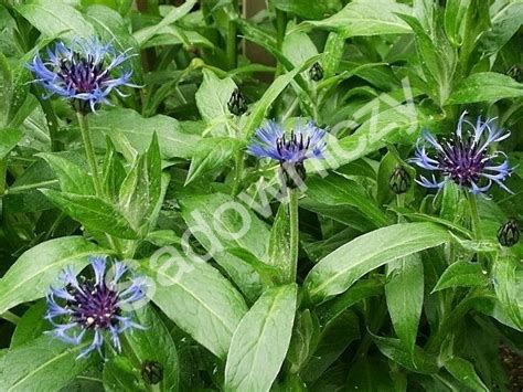 Niegdyś mylony był z diamentem dzięki swej nieskazitelnej czystości i silnemu połyskowi. Chaber górski - Sadowniczy.pl