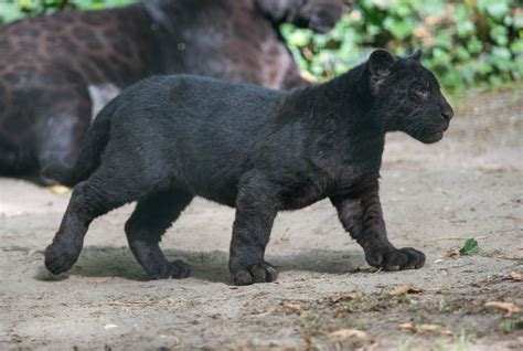 2560x1440 Resolution Black Panther Kitten Wild Cat Wildlife