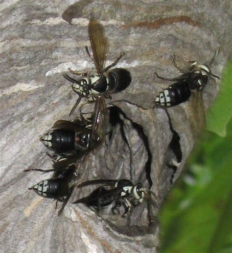 Dolichovespula Maculata Is A North American Wasp Commonly Called The