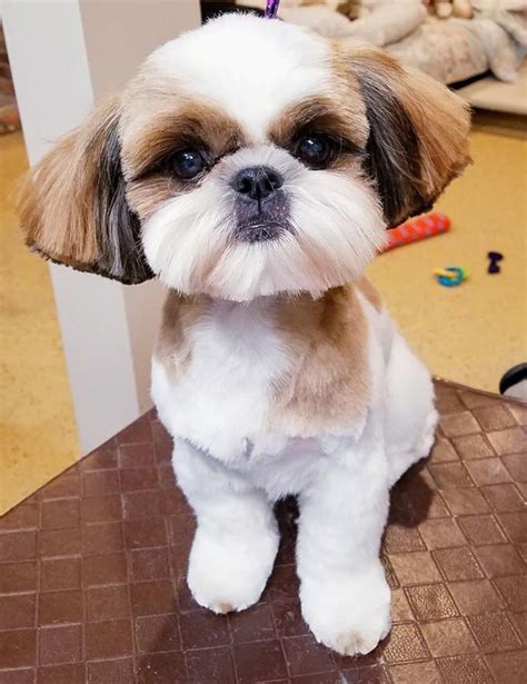 22 Short Hairstyles For Shih Tzu Hairstyle Catalog