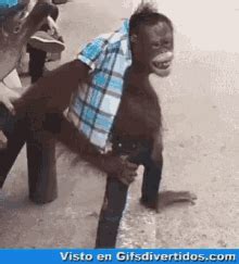 Smelly Monkey Faint Gif Smelly Monkey Faint Monkey Discover Share Gifs