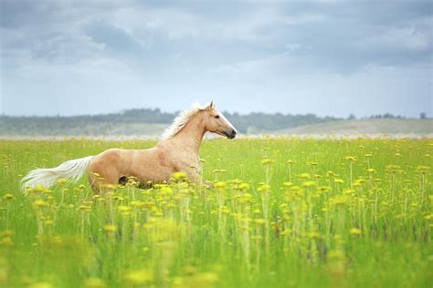 Horse Running In Field By Arman Zhenikeyev Professional Photographer