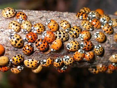 How To Keep Insects Out Of Your Home Lady Beetle Ladybug Beetle