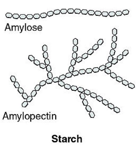Amylose And Amylopectin Download Scientific Diagram