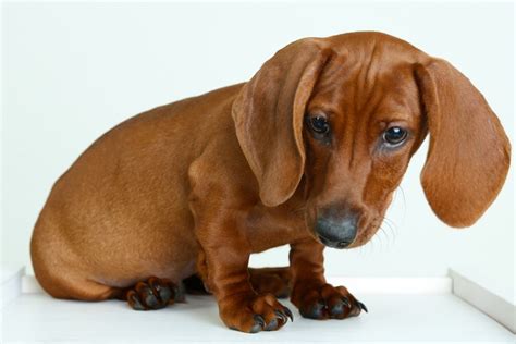 The Different Types Of Dachshunds Explained