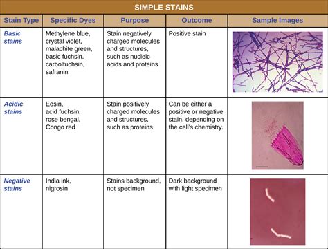 19 Simple Stain Biology Libretexts