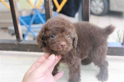 Lovelypuppy Male Chocolate Toy Poodle Puppy