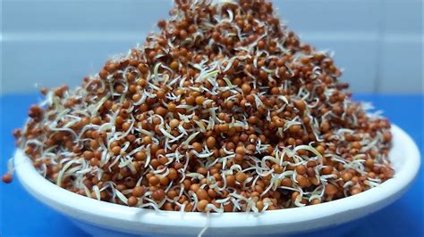 How To Sprout Ragi And Use It Ragi Sprout Flour Wightloss Recipe How