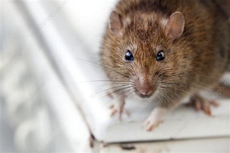 Brown Rat Stock Image C0215620 Science Photo Library