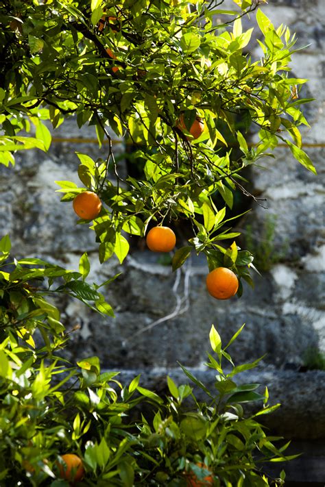 Oranges How To Grow Care For And Harvest Oranges