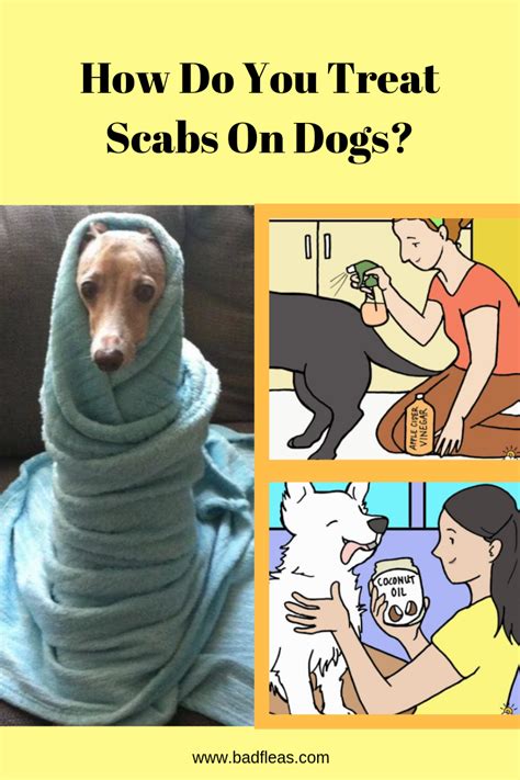 How Do You Treat Scabs On Dogs Best Pet Care Hub Dog Treatment