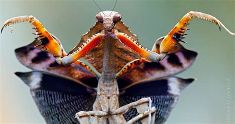 Walk Among The Insects With These Epic Closeup Photos In Insects