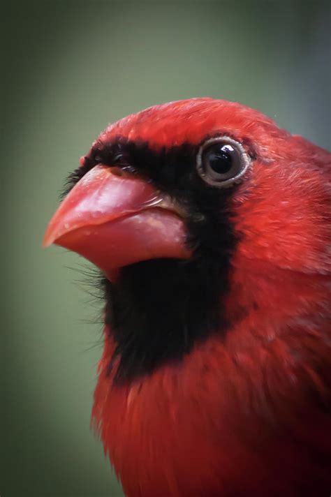 North American Cardinal Photograph By James Woody