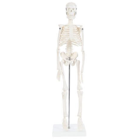 Buy Human Skeleton Model, 19" Desktop Skeleton Has Movable Arms and