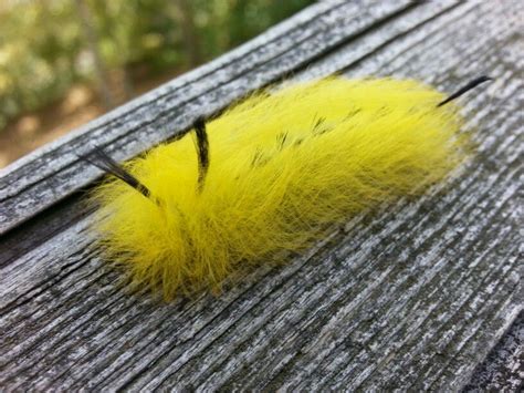 Fuzzy Caterpillar Identification Chart