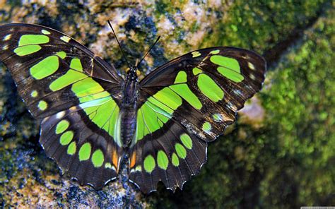 Green Butterfly Wallpapers Top Free Green Butterfly
